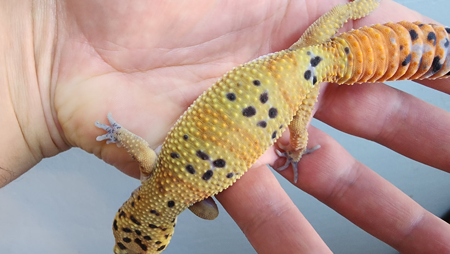 Female Clown Inferno Leopard Gecko (much nicer in person, ask for outdoor photos!)