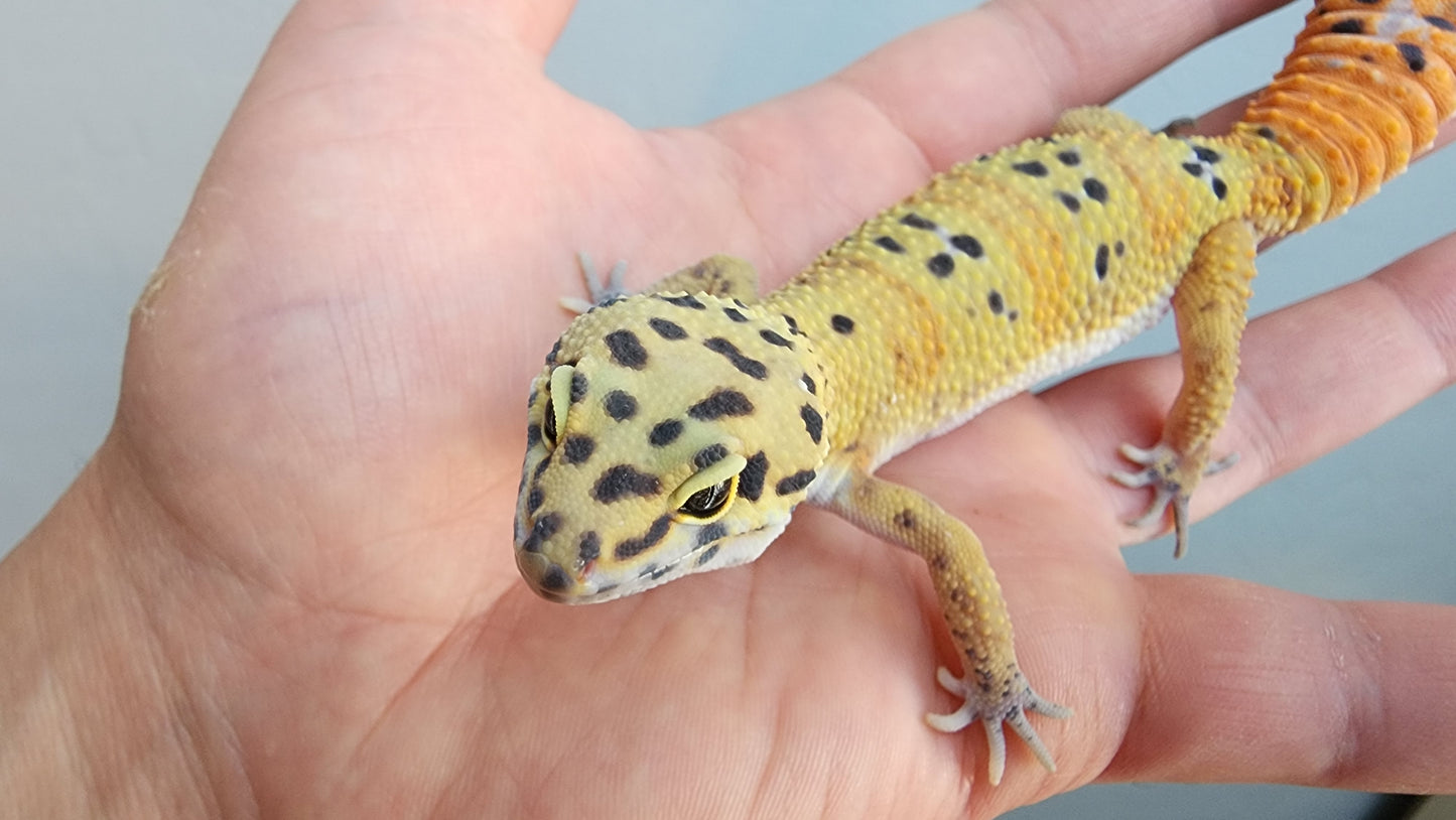 Female Clown Inferno Leopard Gecko (much nicer in person, ask for outdoor photos!)
