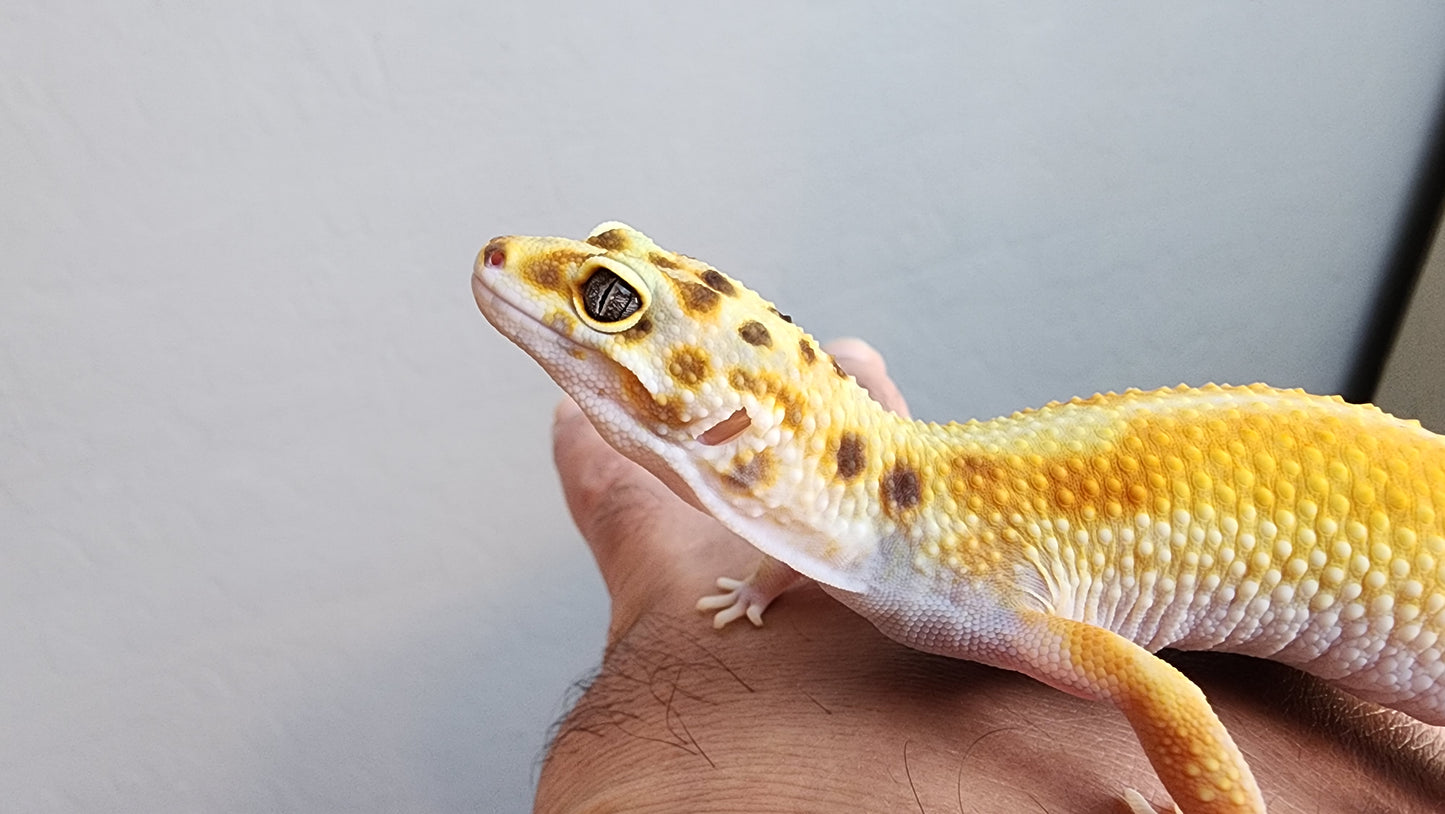Female Hyper Xanthic Inferno Bold Emerine White & Yellow Leopard Gecko