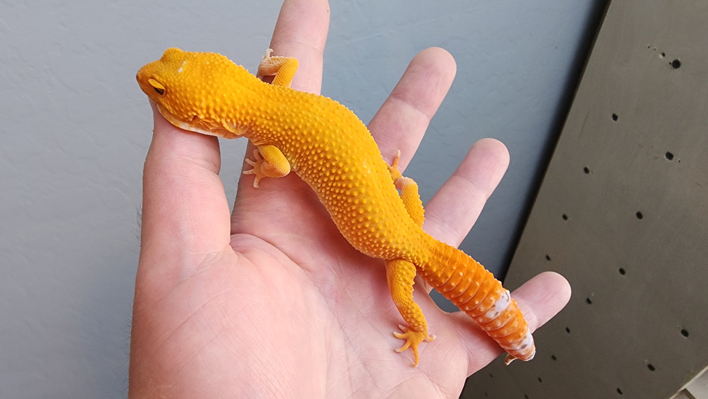 Female Super Hypo Mandarin Inferno Tremper Albino Extreme Carrot Tail Leopard Gecko (Interesting White Pigment On Head)
