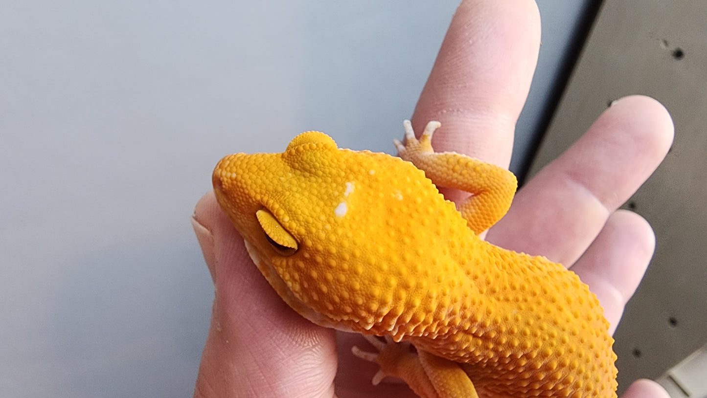 Female Super Hypo Mandarin Inferno Tremper Albino Extreme Carrot Tail Leopard Gecko (Interesting White Pigment On Head)