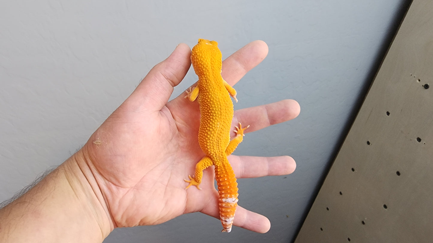 Female Super Hypo Mandarin Inferno Tremper Albino Extreme Carrot Tail Leopard Gecko (Interesting White Pigment On Head)