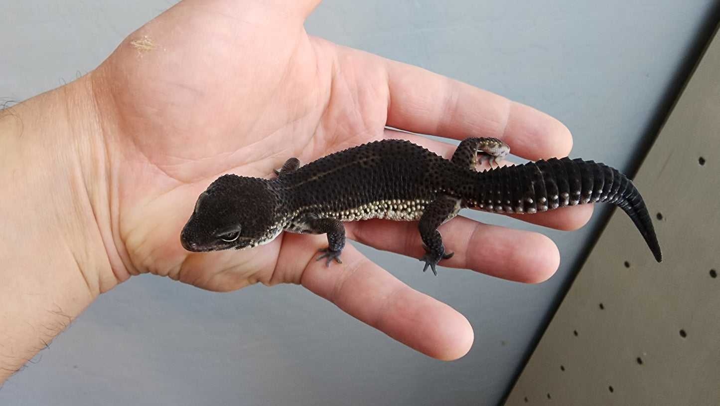Female Pure Black Night Leopard Gecko