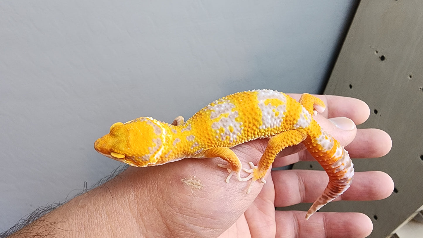 Looking Female Mandarin Inferno Heavy Pattern Tremper Albino Carrot Tail Leopard Gecko