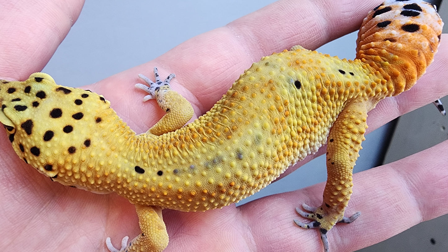 Female Jungle Clown Inferno Leopard Gecko (much nicer in person! ask for outdoor photos)