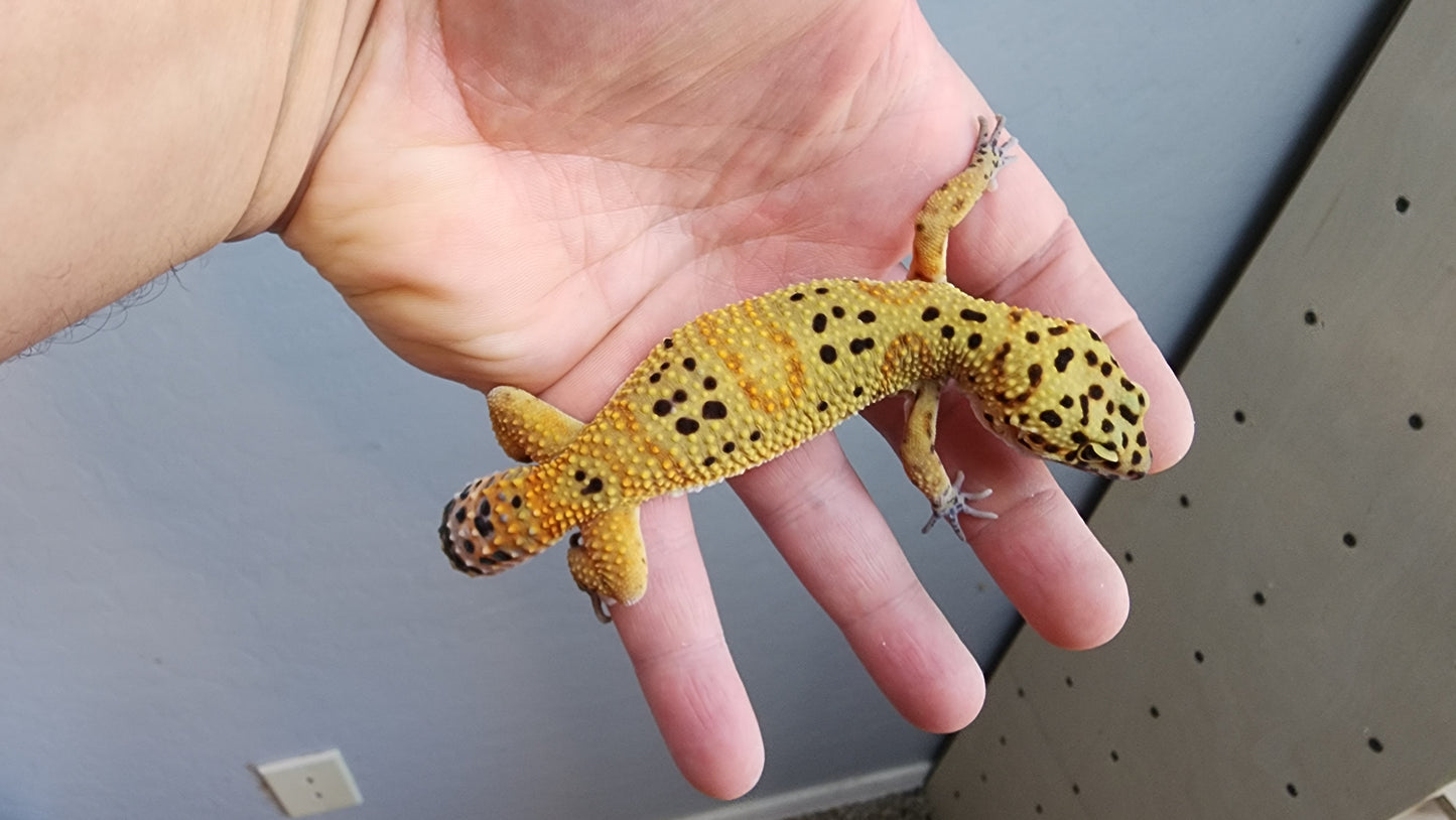 Female Clown Inferno Leopard Gecko (much nicer in person! ask for outdoor photos)