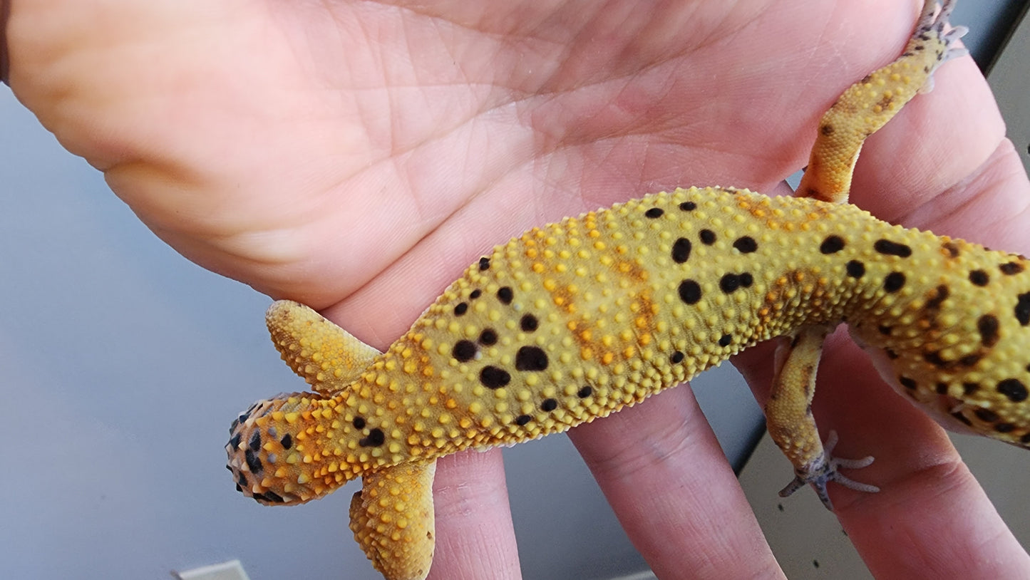 Female Clown Inferno Leopard Gecko (much nicer in person! ask for outdoor photos)