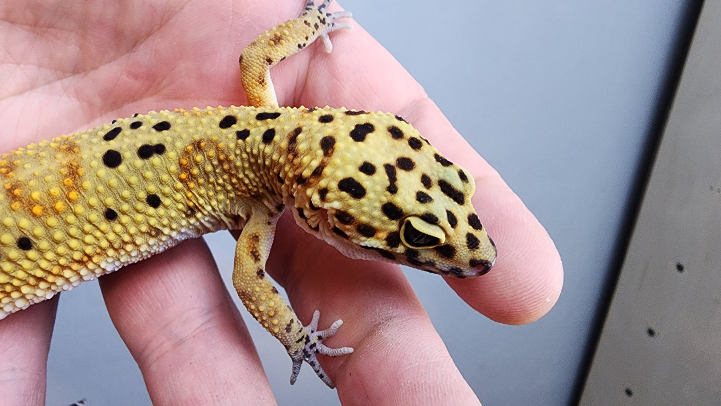 Female Clown Inferno Leopard Gecko (much nicer in person! ask for outdoor photos)