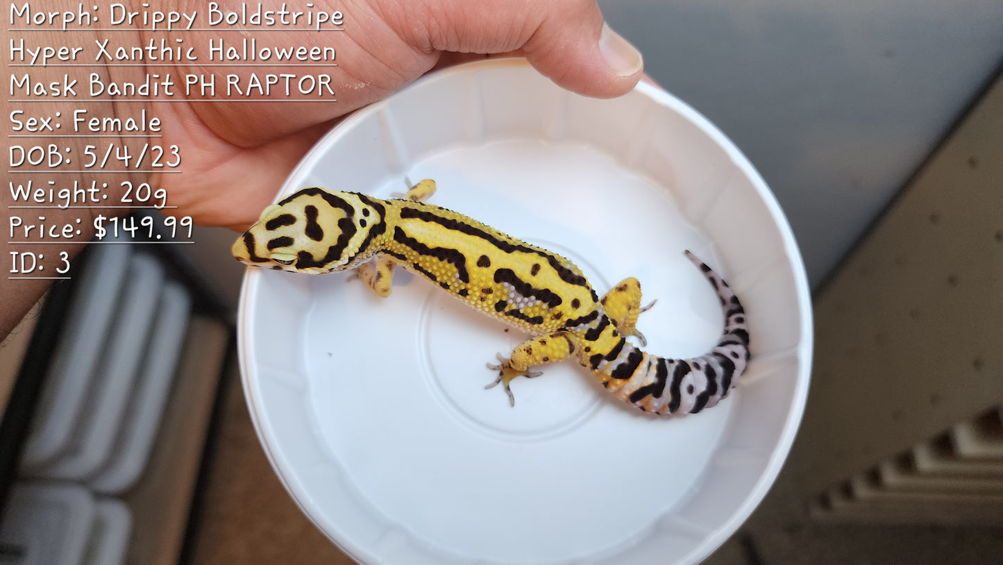 Leopard Gecko for Sale (Description in Photo)