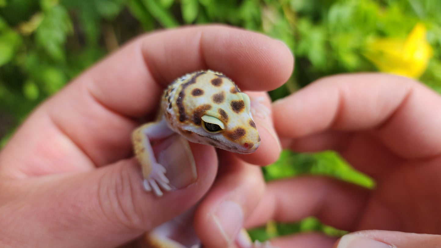 Pinstripe White & Yellow Male Leopard Gecko