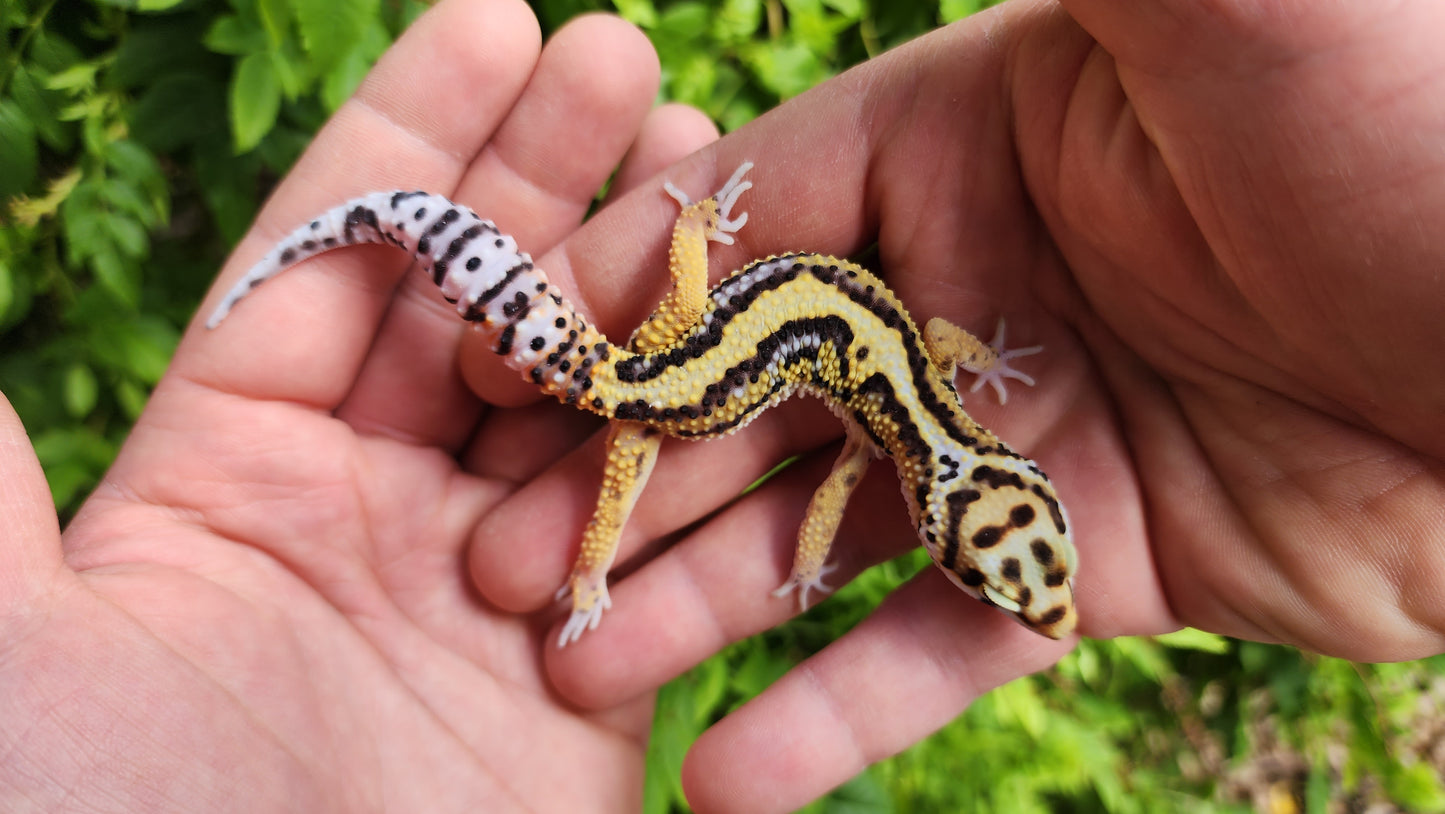 Thick Boldstripe Hyper Xanthic Male Leopard Gecko