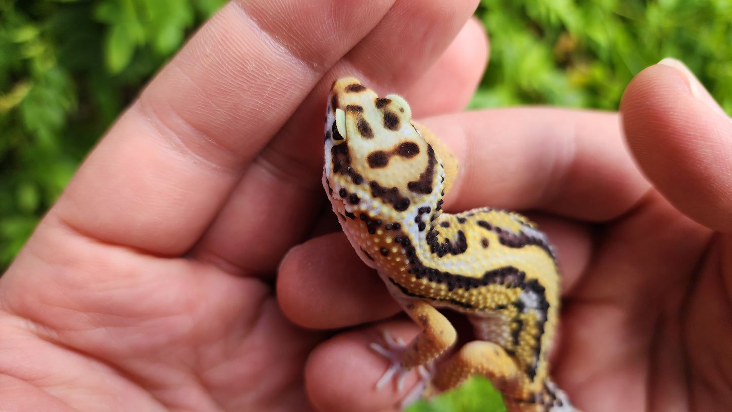 Thick Boldstripe Hyper Xanthic Male Leopard Gecko