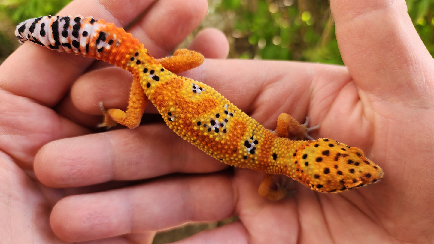 Mandarin Inferno (New Clown Line) Female Leopard Gecko