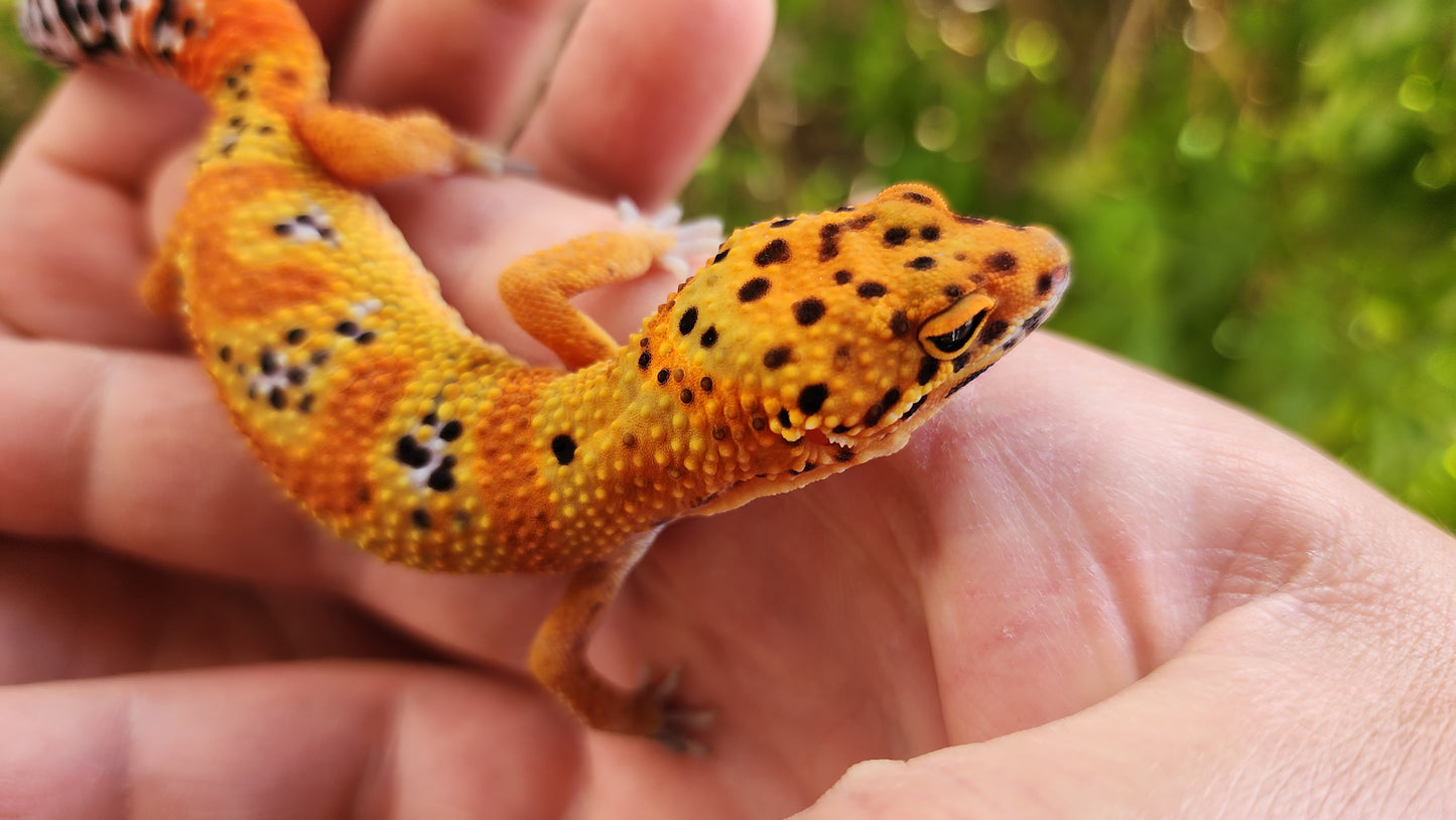 Mandarin Inferno (New Clown Line) Female Leopard Gecko
