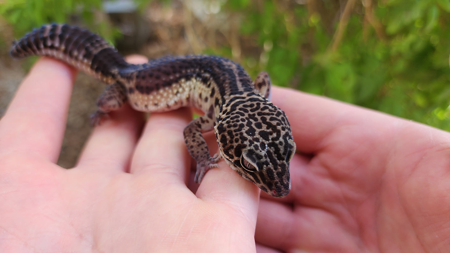 Black Night Female Leopard Gecko