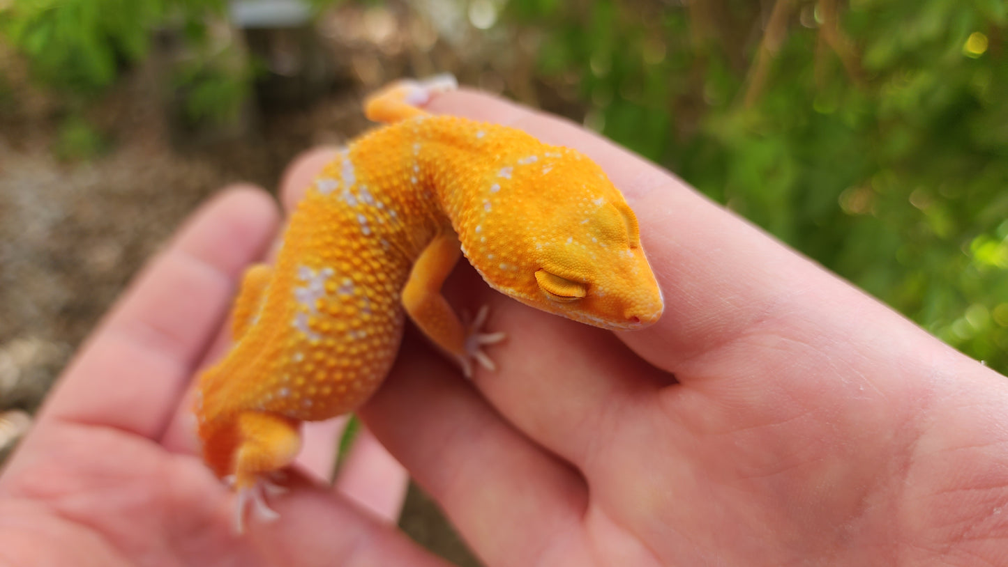 Mandarin Inferno Tremper Albino Female Leopard Gecko