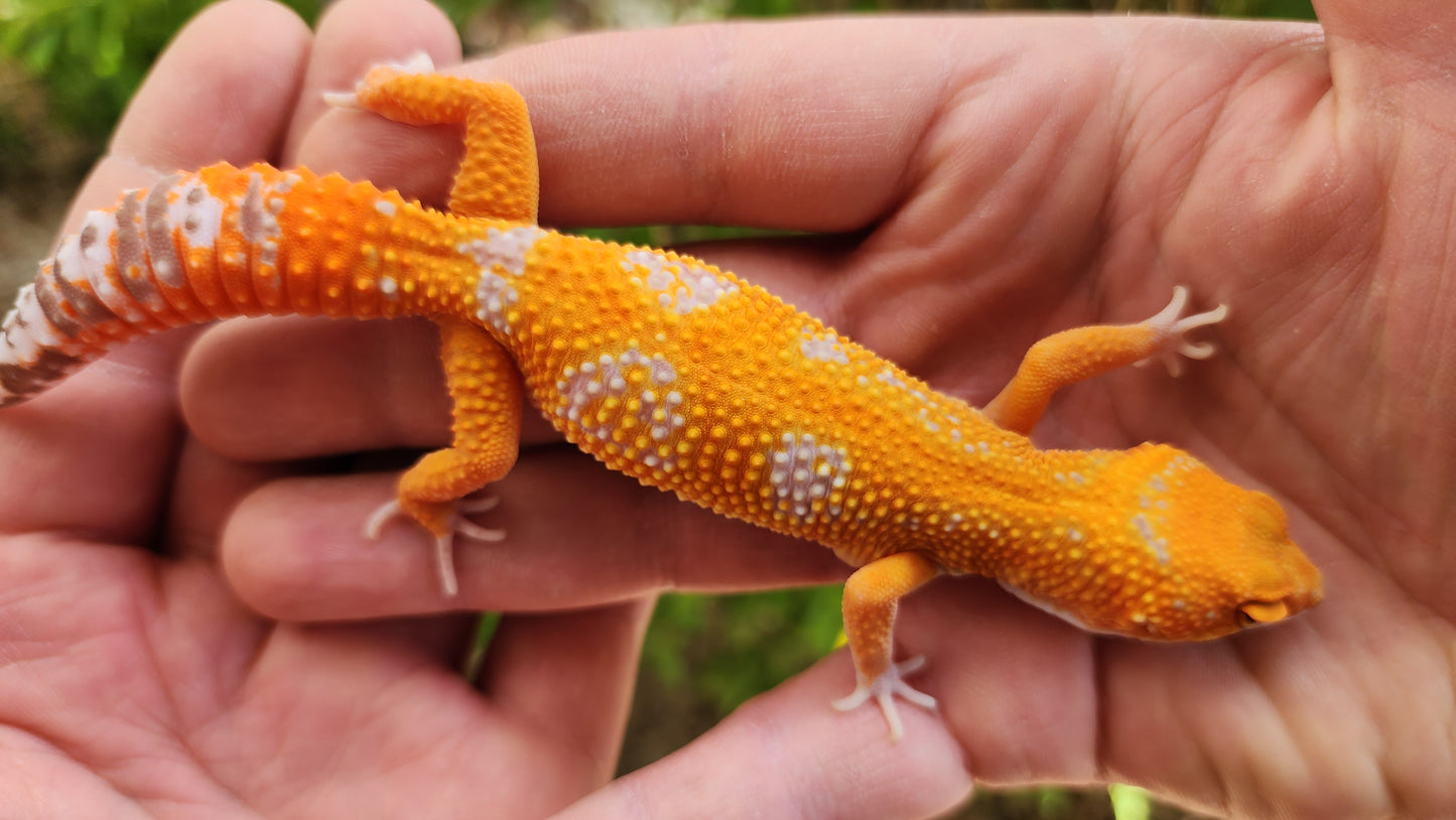 Mandarin Inferno Tremper Albino Female Leopard Gecko