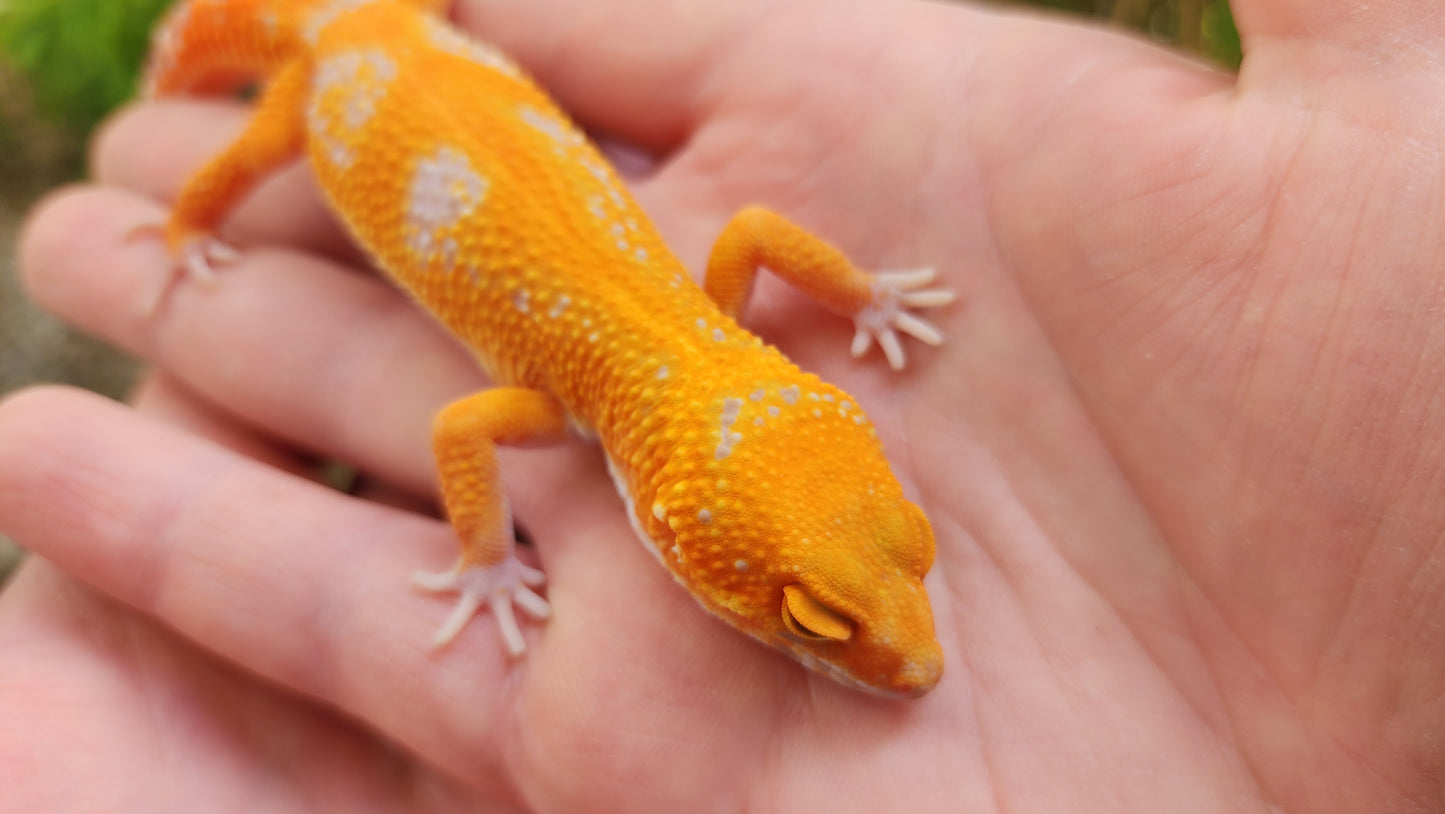 Mandarin Inferno Tremper Albino Female Leopard Gecko