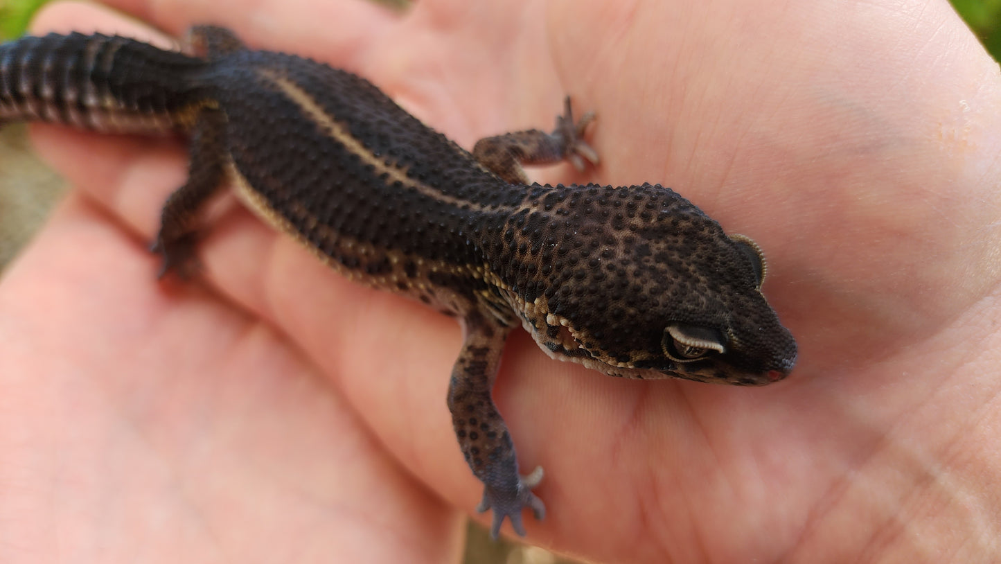 Black Night Female Leopard Gecko