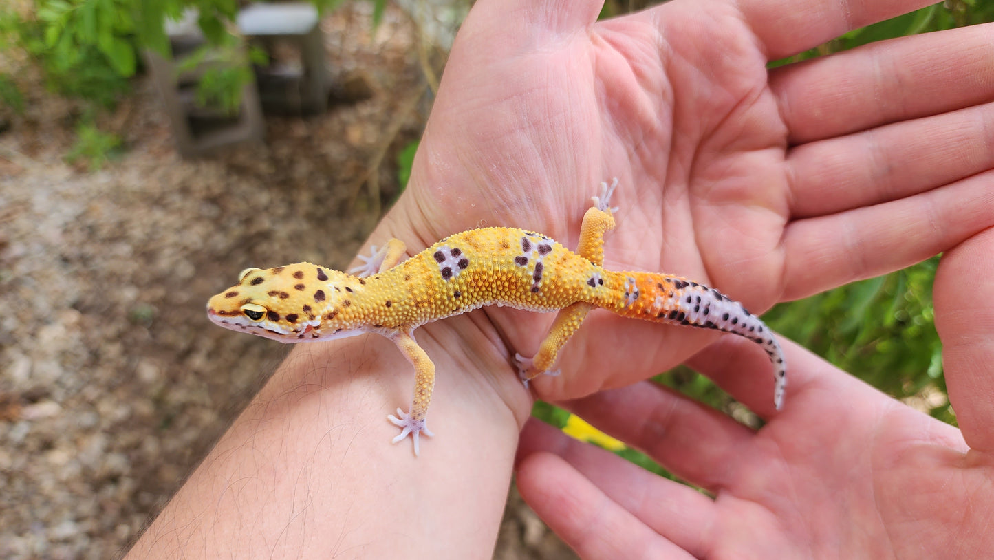 Inferno Clown Male Leopard Gecko