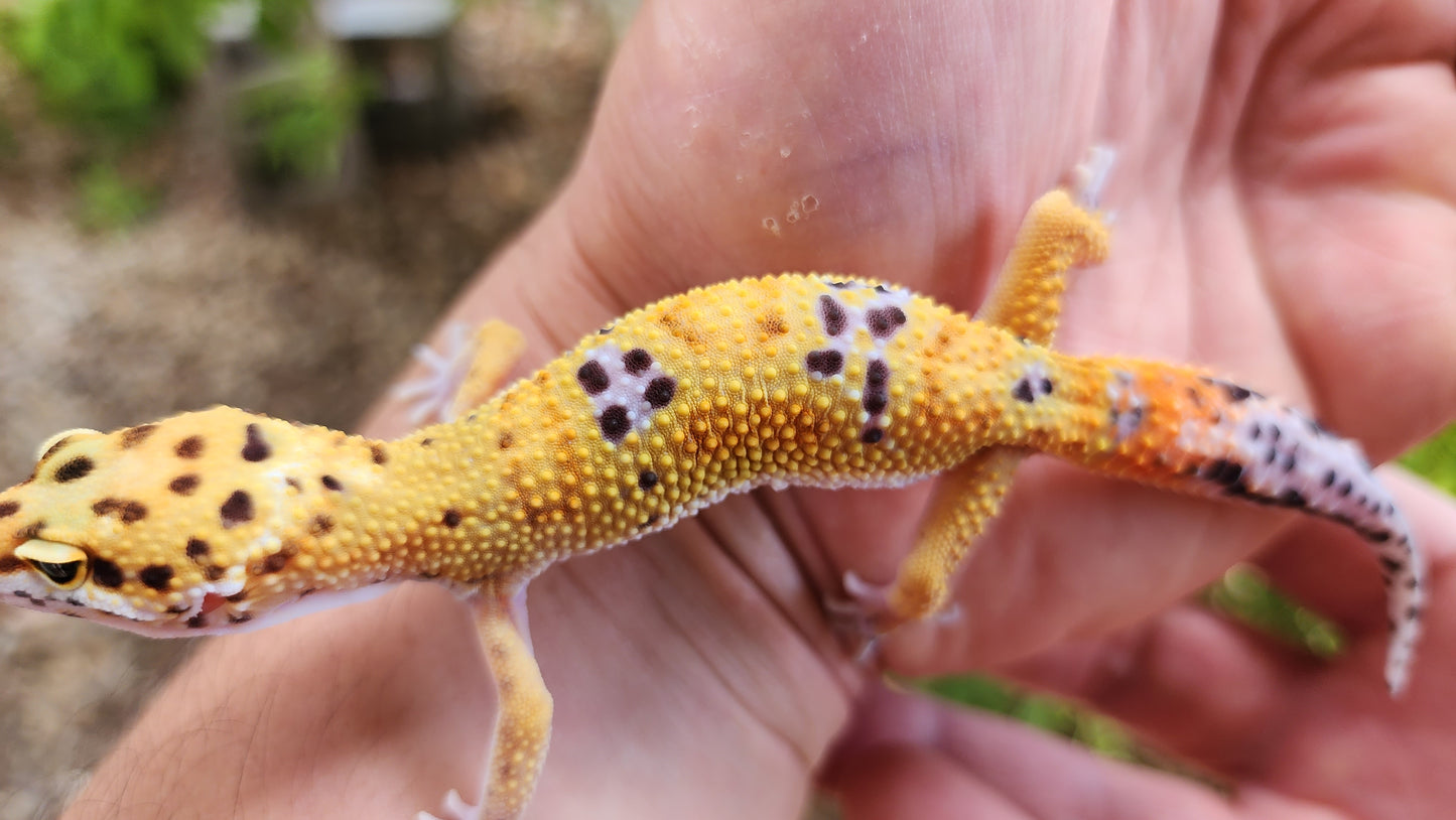 Inferno Clown Male Leopard Gecko