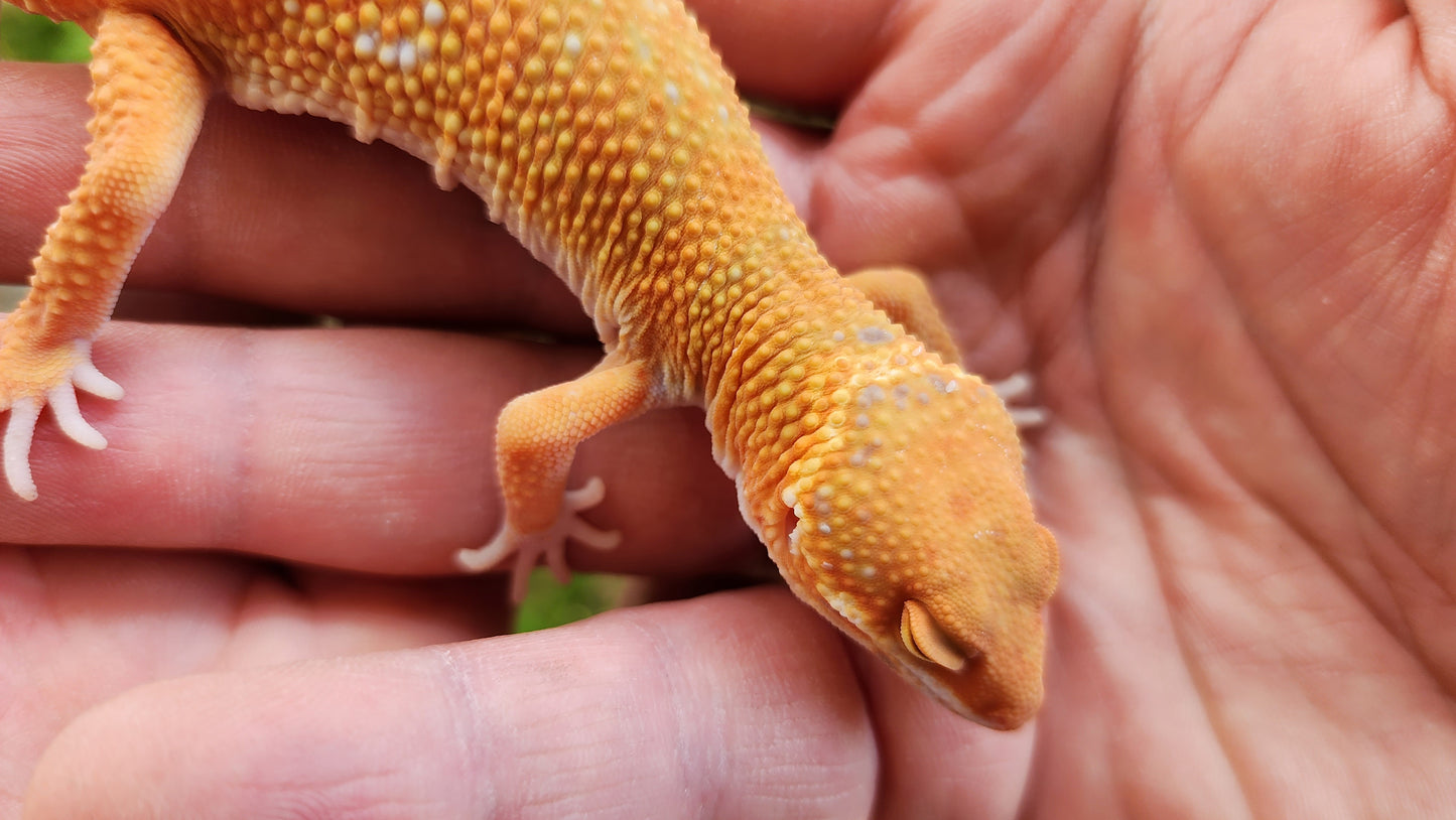 Mandarin Inferno Tremper Albino Male Leopard Gecko