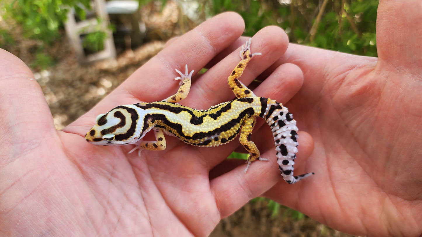 Drippy Boldstripe Hyper Xanthic White & Yellow Male Leopard Gecko