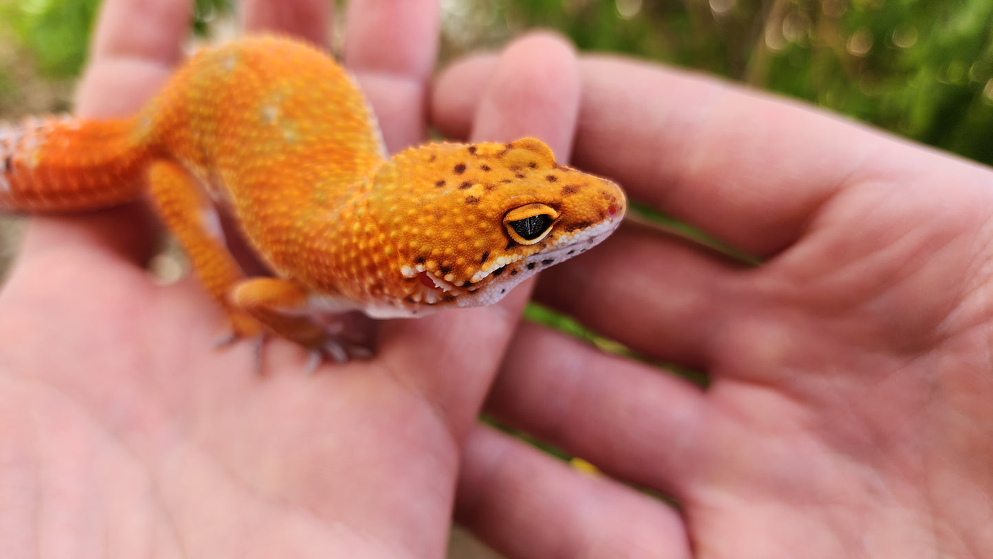 Mandarin Inferno Het Tremper Female Leopard Gecko