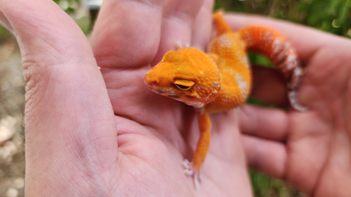 Mandarin Inferno Tremper Albino Female Leopard Gecko
