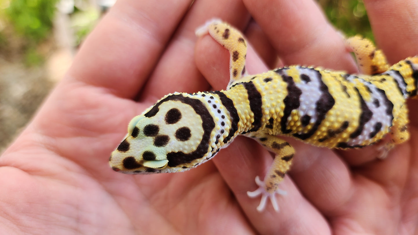 Hyper Xanthic Afghanicus Bold