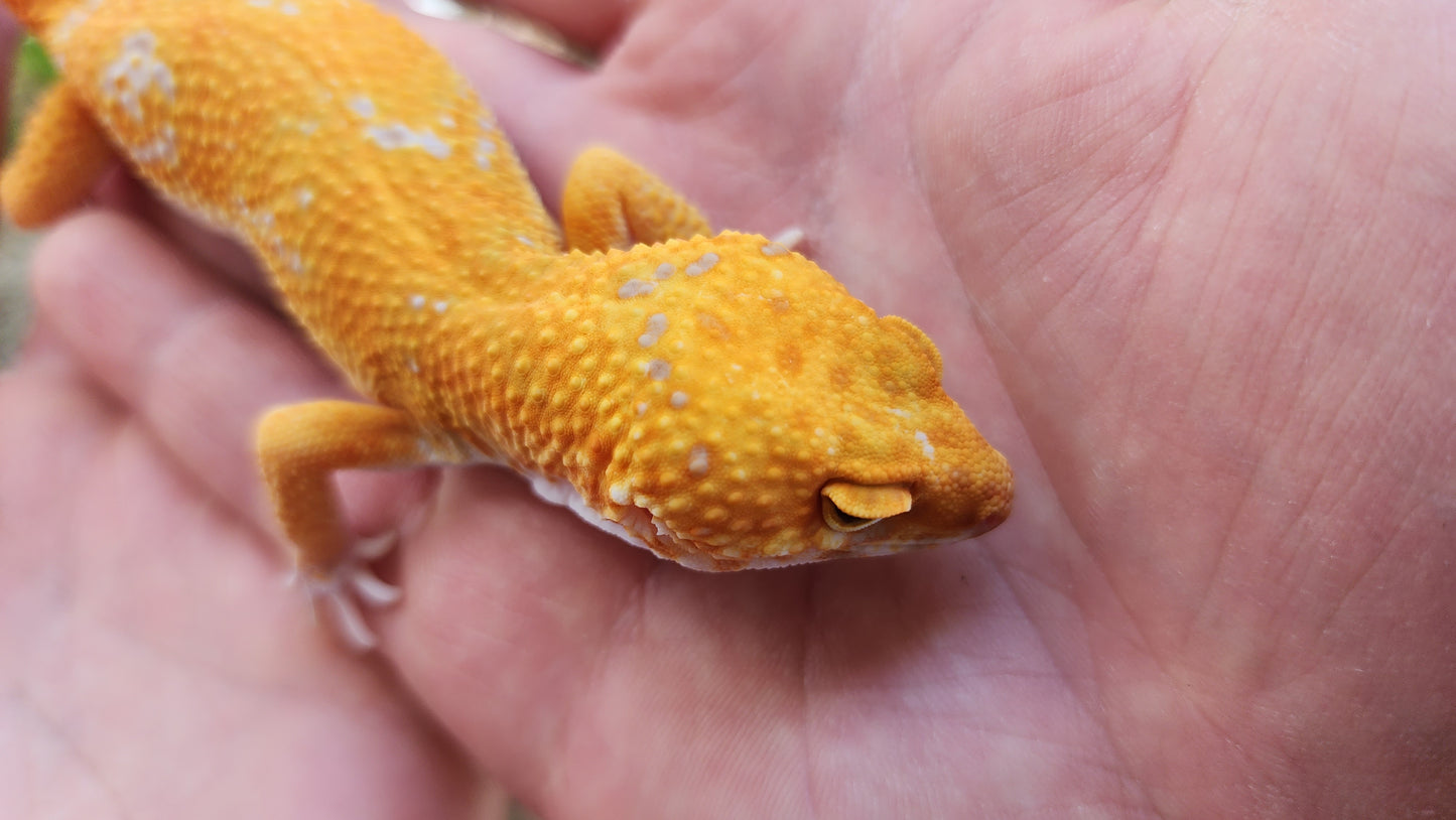 Mandarin Inferno Tremper Albino