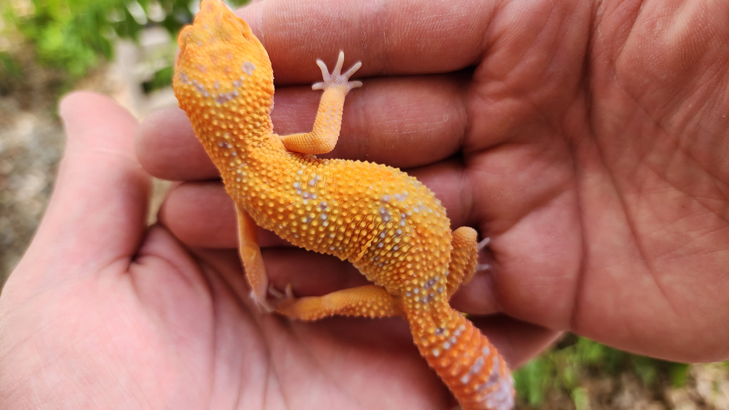 Mandarin Inferno Tremper Albino