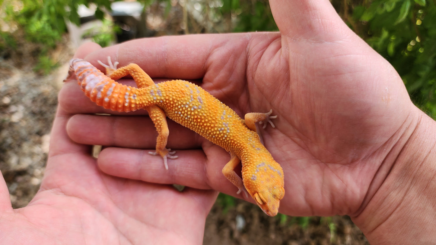 Mandarin Inferno Tremper Albino
