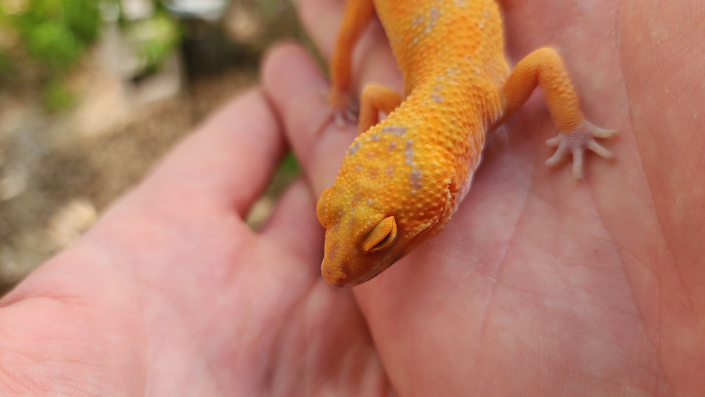 Mandarin Inferno Tremper Albino