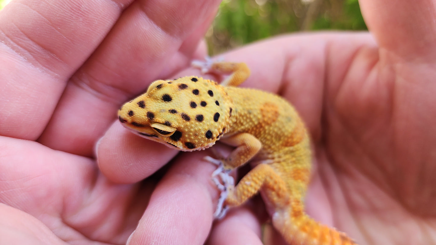 Mandarin Clown (pet slow grower)