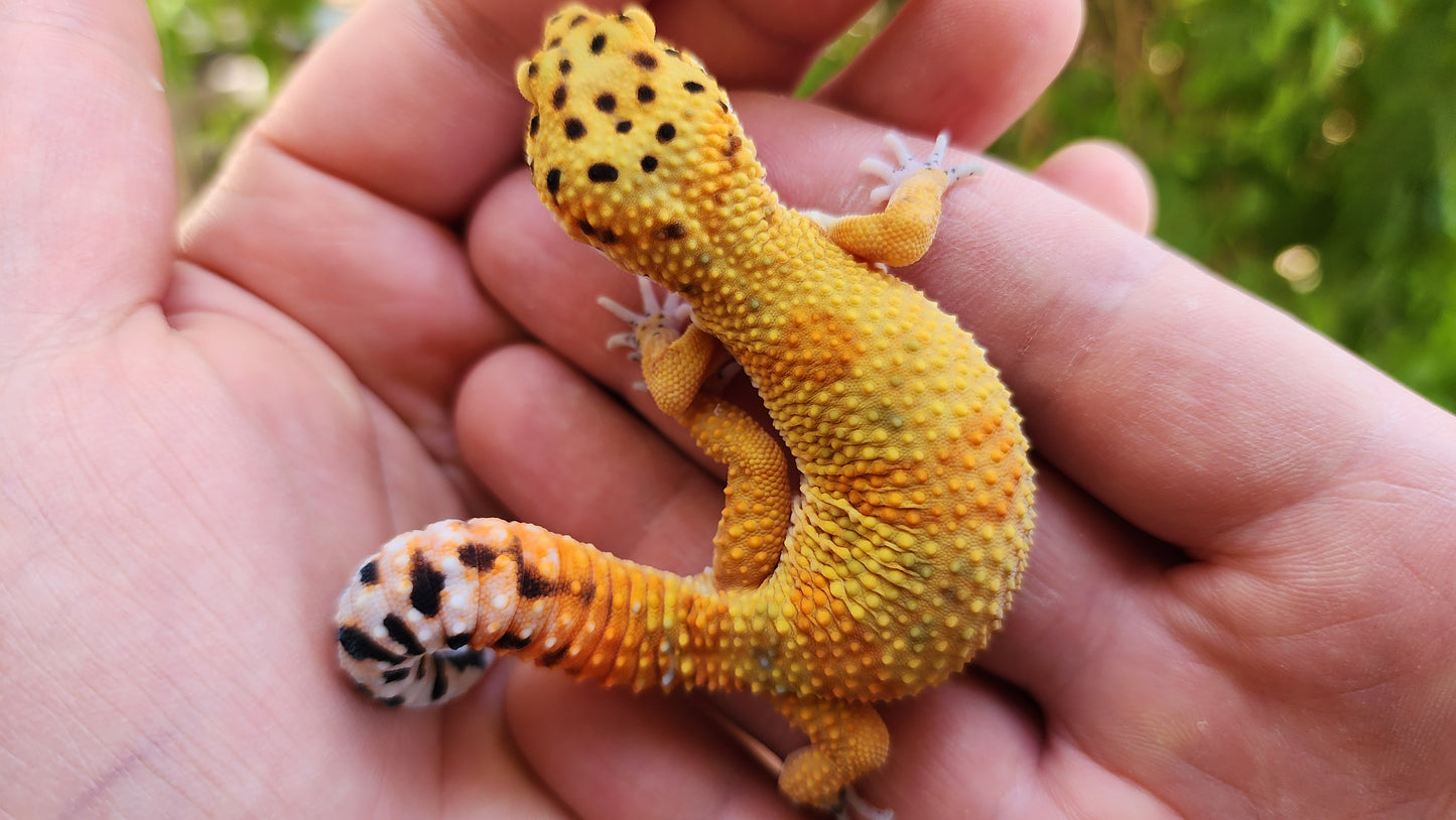 Mandarin Clown (pet slow grower)