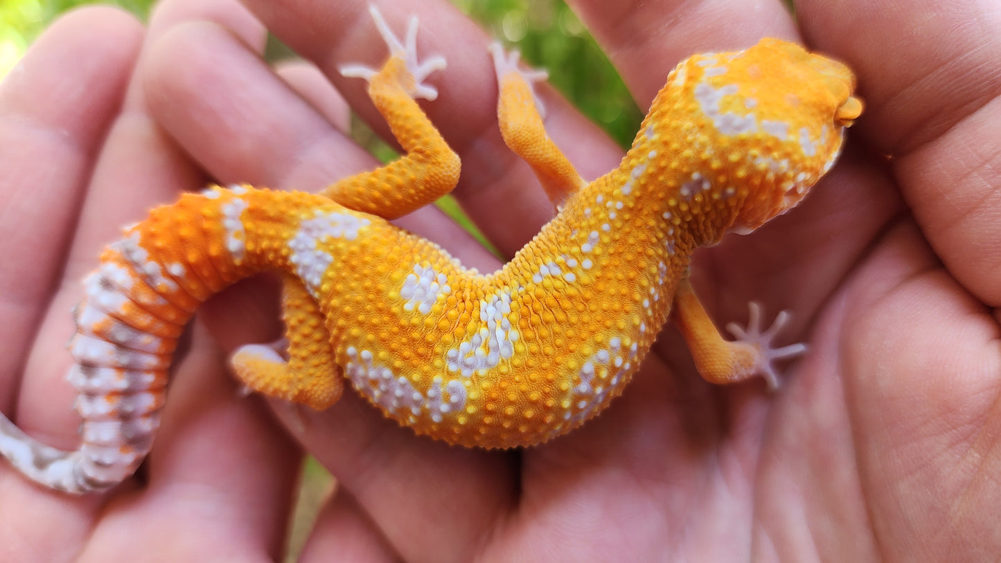 Mandarin Inferno Tremper Albino