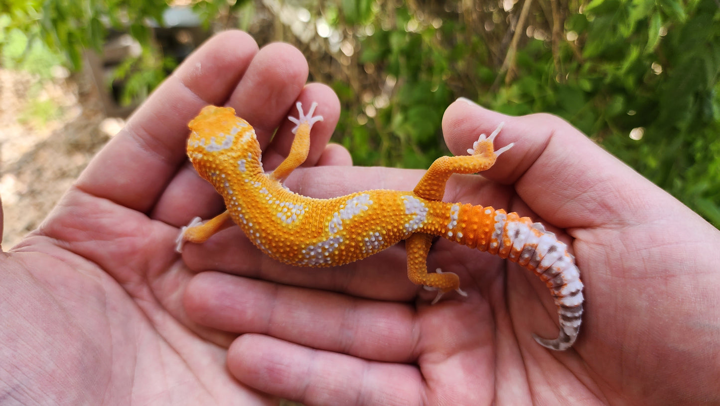 Mandarin Inferno Tremper Albino