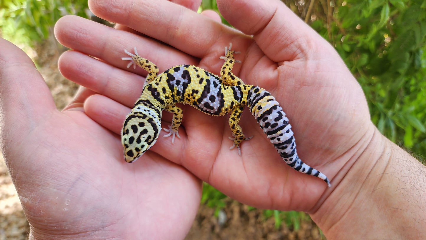 Afghanicus Bold Hyper Xanthic (Emoji Face)