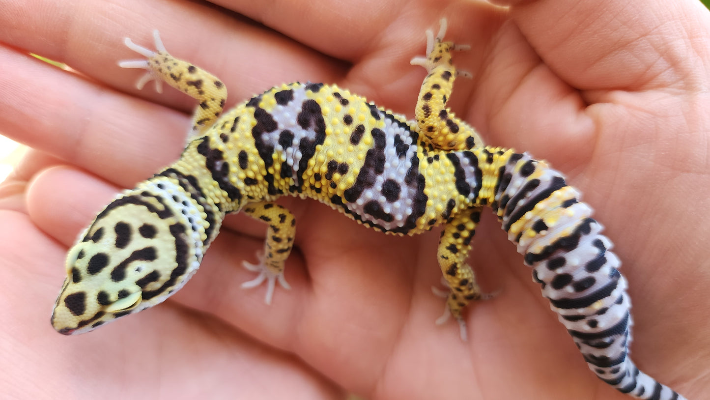 Afghanicus Bold Hyper Xanthic (Emoji Face)
