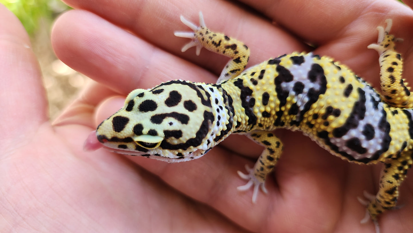 Afghanicus Bold Hyper Xanthic (Emoji Face)