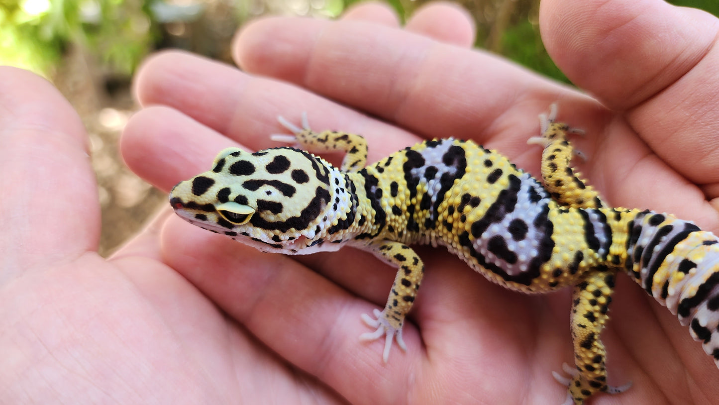 Afghanicus Bold Hyper Xanthic (Emoji Face)