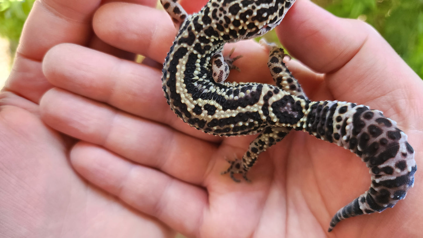 Black Night Afghanicus (F1)