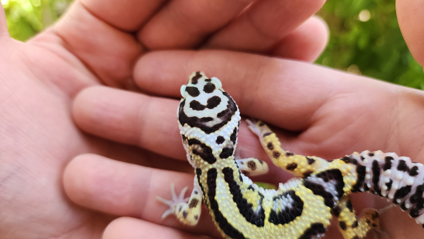 Thick Bold Stripe Hyper Xanthic Pos W&Y