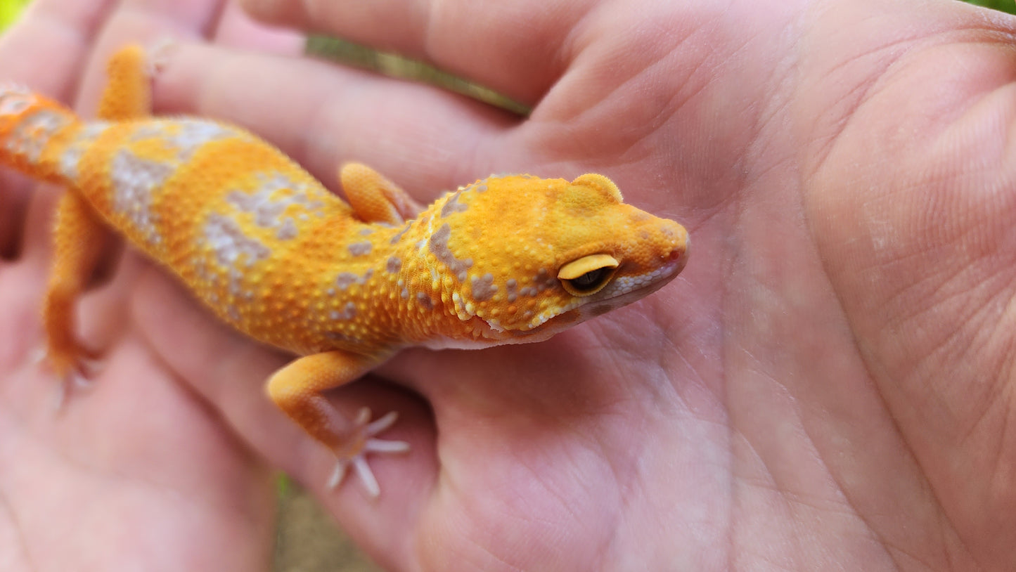 Mandarin Inferno Tremper Albino