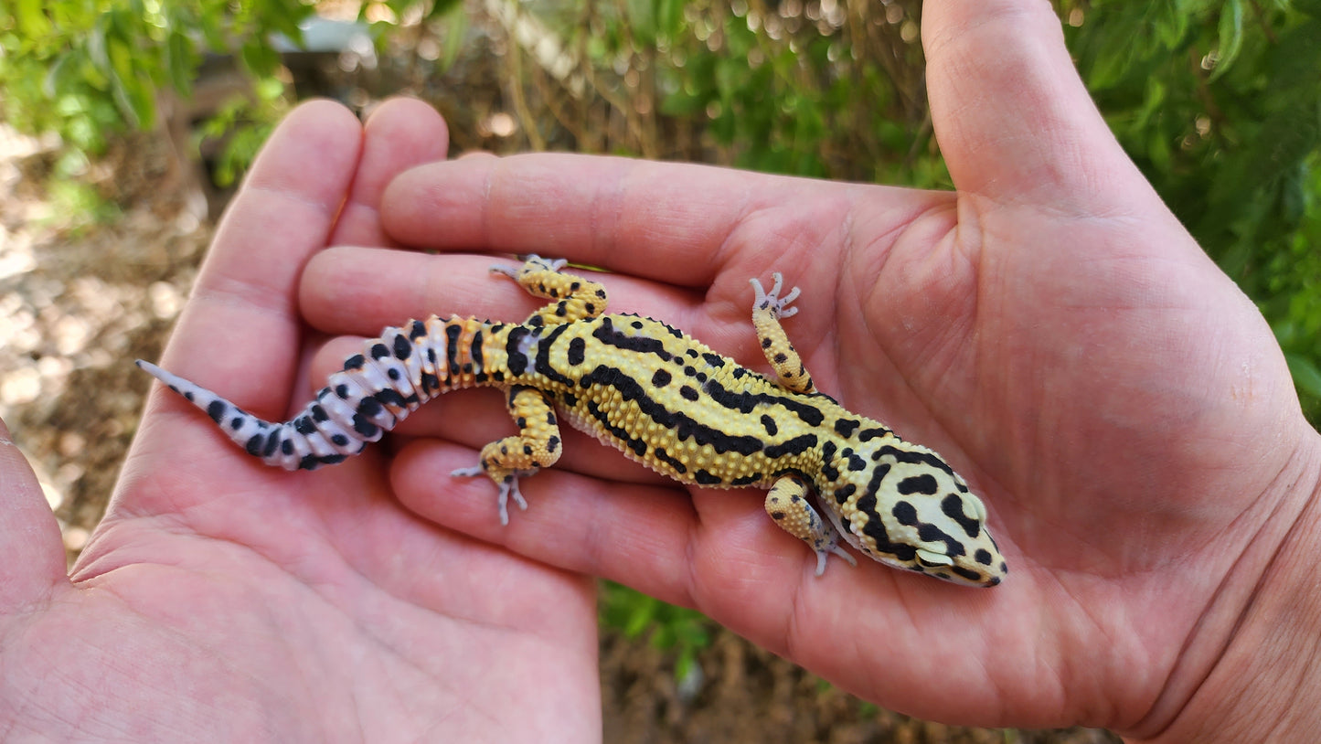 Extremely Thick Bold Stripe Hyper Xanthic Bandit