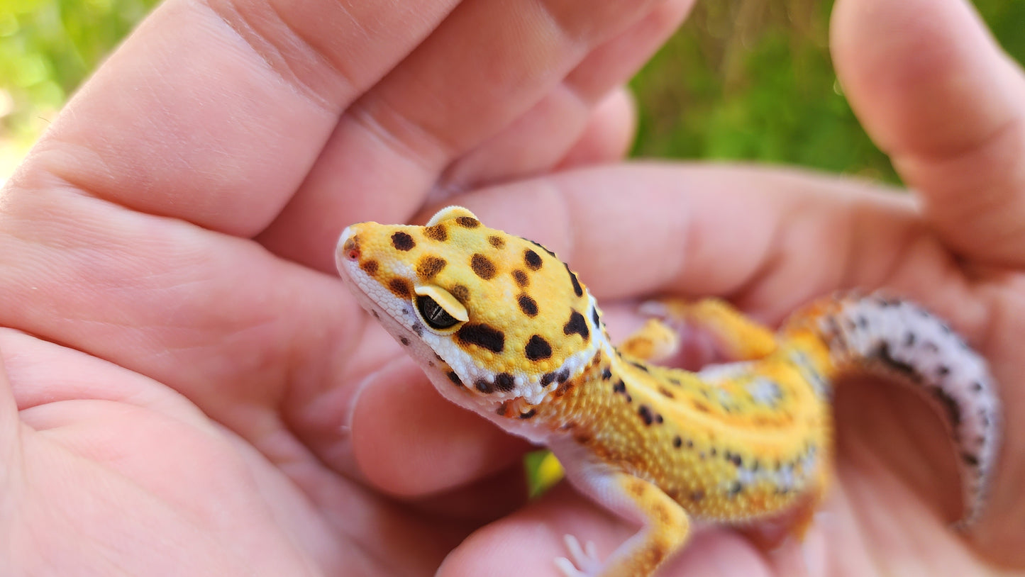 Mandarin Inferno Bold Emerine Red Stripe