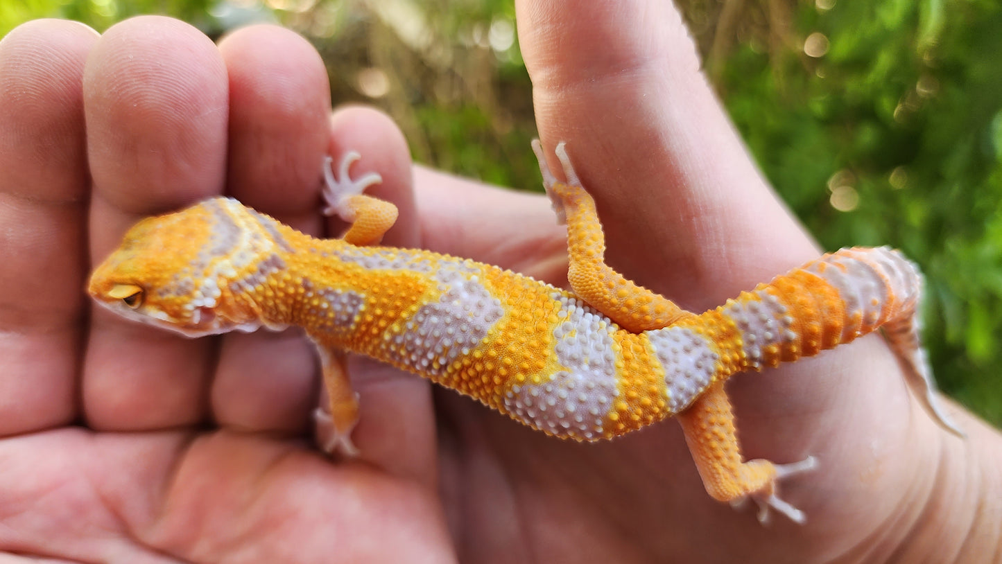 Mandarin Inferno Tremper Albino