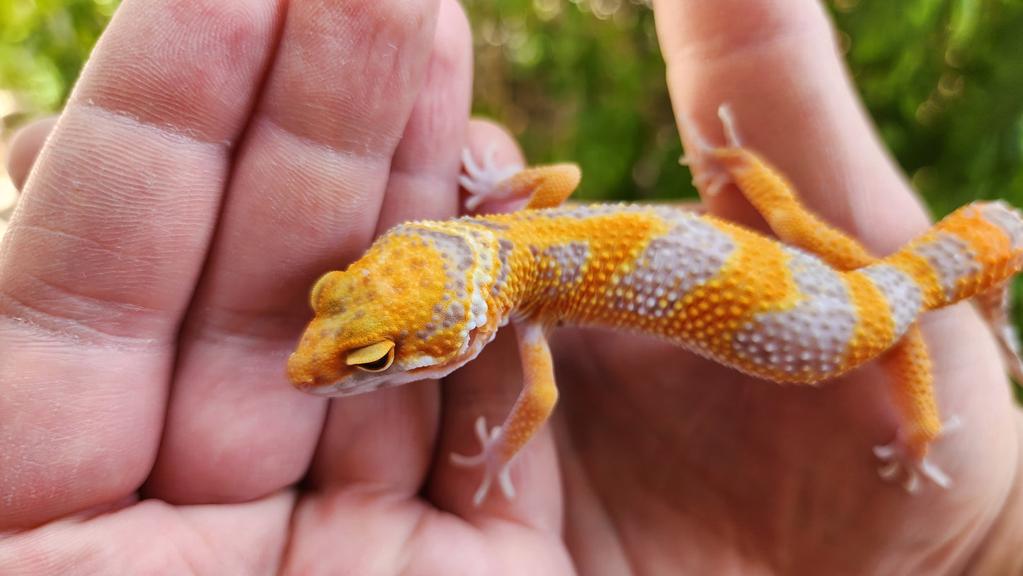 Mandarin Inferno Tremper Albino