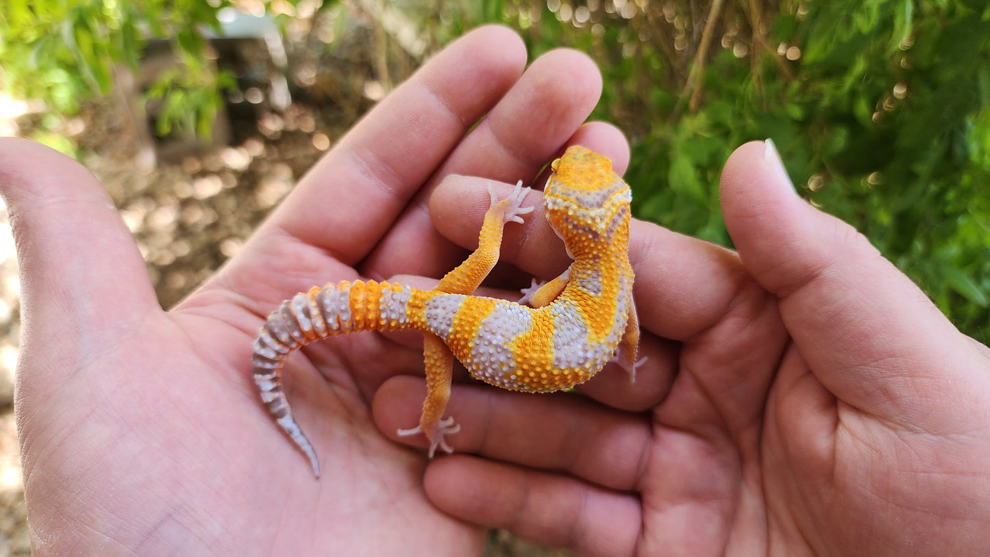 Mandarin Inferno Tremper Albino